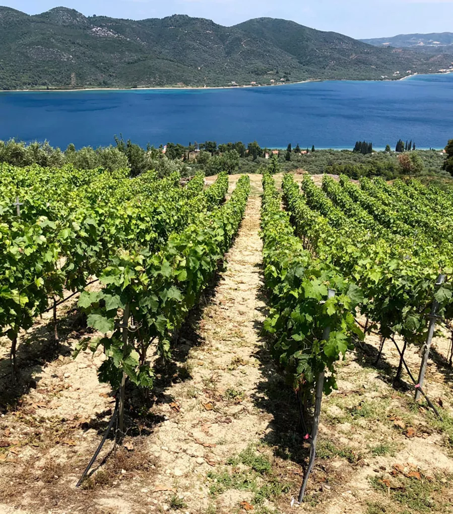 about orpheus wine sourcing